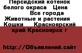 Персидский котенок белого окраса › Цена ­ 35 000 - Все города Животные и растения » Кошки   . Красноярский край,Красноярск г.